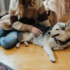 Gera naminių gyvūnėlių energija: kaip katės ir šunys saugo namus nuo bėdų?