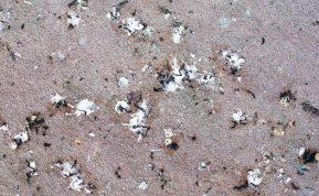 Geriausias paukščių išmatų valiklis yra jūsų virtuvėje!