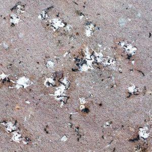 Geriausias paukščių išmatų valiklis yra jūsų virtuvėje!