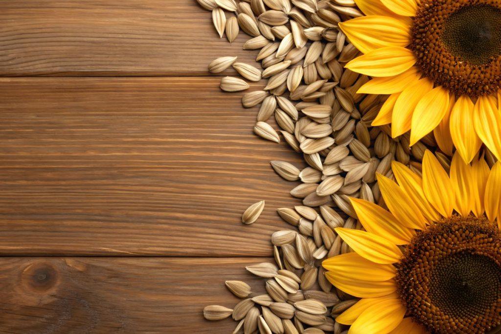 Gėrimas, kuris valo kraujagysles ir gerina smegenų darbą. Saulėgrąžų nauda organizmui