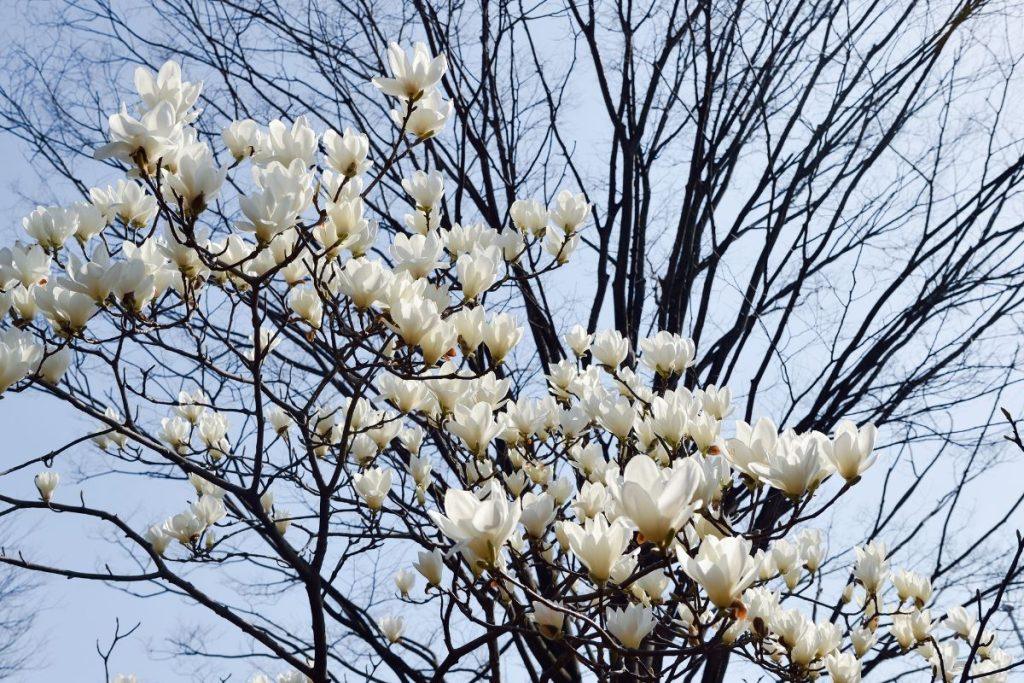 Gimimo mėnesis ir intuicijos stiprybė: kovas