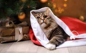 Gruodžio 26-oji atneš stebuklą: trims Zodiako ženklams šios šventės bus nepamirštamos