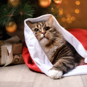 Gruodžio 26-oji atneš stebuklą: trims Zodiako ženklams šios šventės bus nepamirštamos