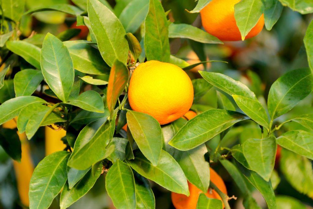 Gyvi simboliai, kurie, tikima, traukia pinigus į namus