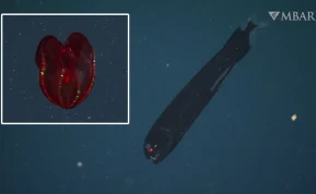 Gyvybė, kuri atrodo ne iš šio pasaulio: kas per būtybės gyvena vandenynų dugne?