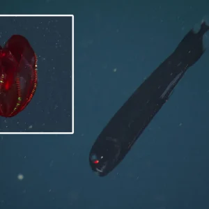 Gyvybė, kuri atrodo ne iš šio pasaulio: kas per būtybės gyvena vandenynų dugne?