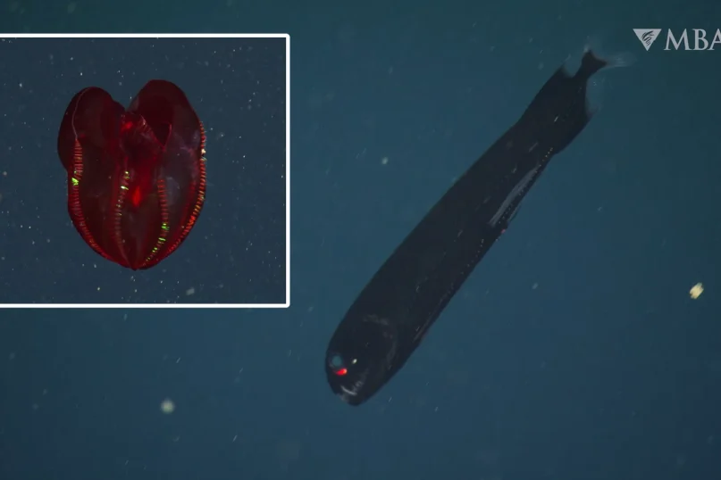 Gyvybė, kuri atrodo ne iš šio pasaulio: kas per būtybės gyvena vandenynų dugne?