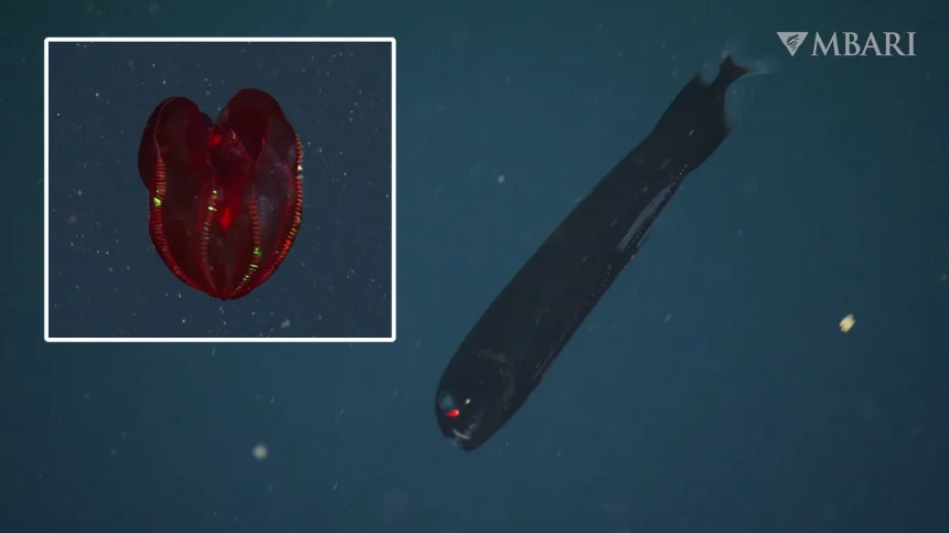 Gyvybė, kuri atrodo ne iš šio pasaulio: kas per būtybės gyvena vandenynų dugne?