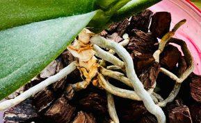 Jei orchidėjų šaknys pūna arba džiūsta, ji vis dar gali būti išgelbėta! Štai ką daryti