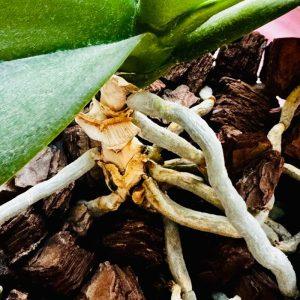 Jei orchidėjų šaknys pūna arba džiūsta, ji vis dar gali būti išgelbėta! Štai ką daryti