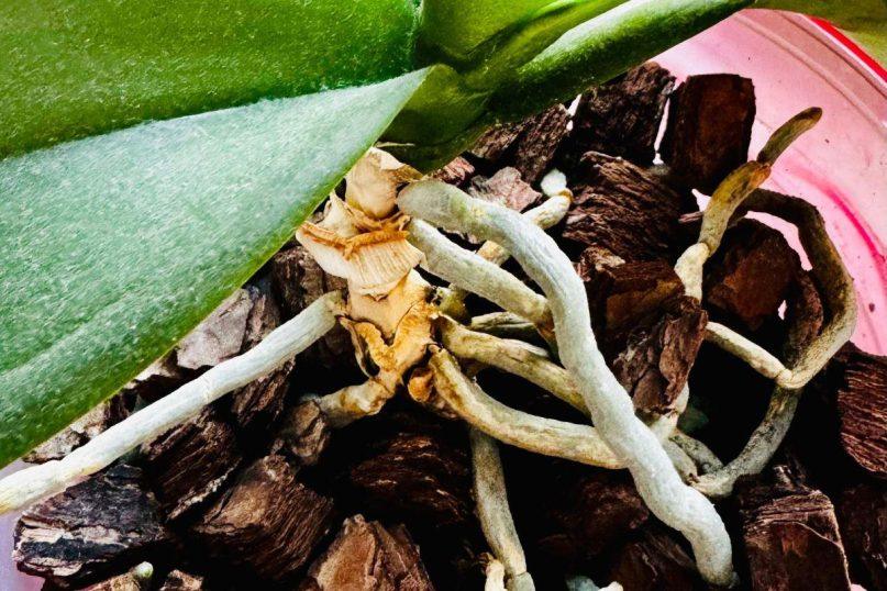 Jei orchidėjų šaknys pūna arba džiūsta, ji vis dar gali būti išgelbėta! Štai ką daryti