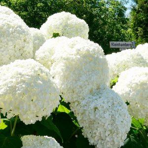 Hortenzijos po žiemos žydės gausiau, jei dabar į dirvožemį įbersite vieną natūralią priemonę.