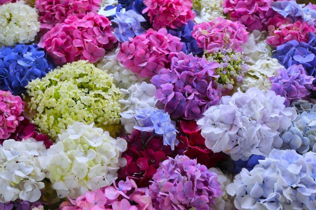 Hortenzijos žydės gausiau, jei mulčiuoti jas tik tada, kai dirva šiek tiek pašąla