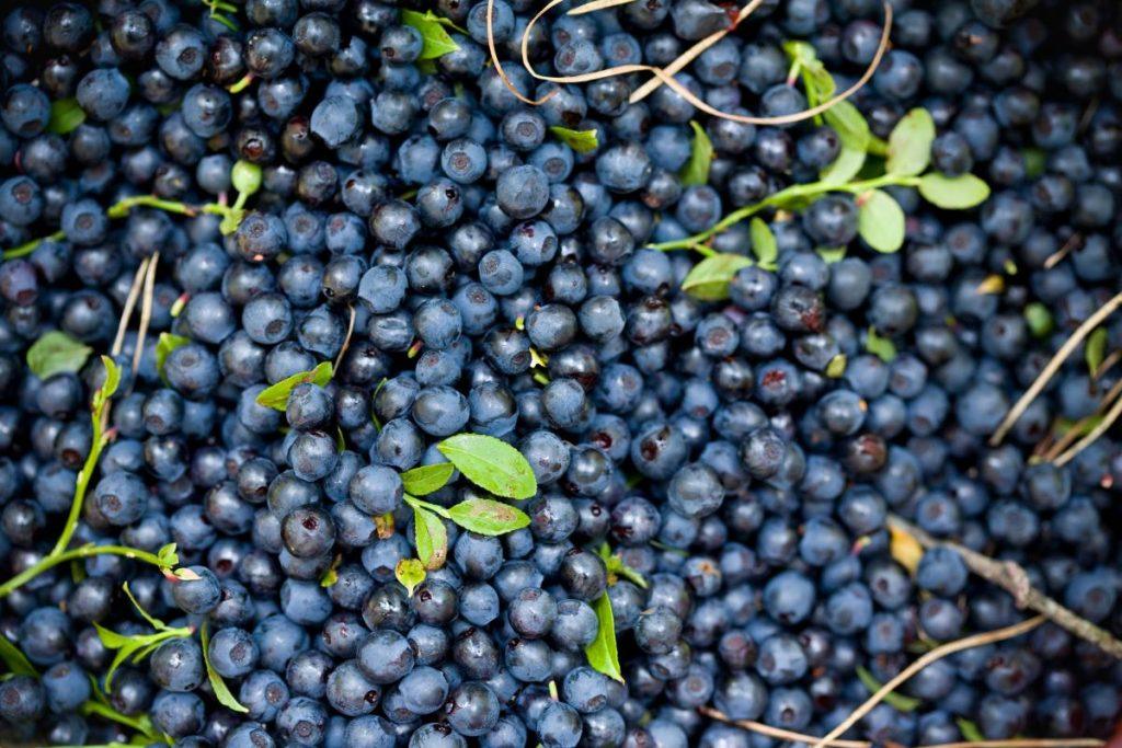 Ilgaamžiškumo vaisiai - tikras gėris jūsų žarnynui ir širdžiai. Mėlynės sveikatai