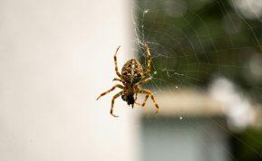 Išpurkškite kiekvieną kampą ir šie gyviai visiems laikams paliks jūsų namus