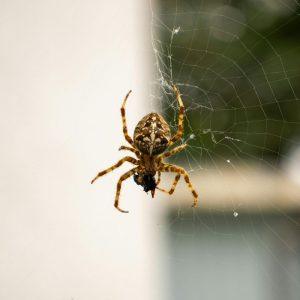 Išpurkškite kiekvieną kampą ir šie gyviai visiems laikams paliks jūsų namus