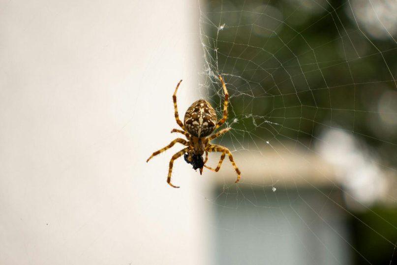 Išpurkškite kiekvieną kampą ir šie gyviai visiems laikams paliks jūsų namus
