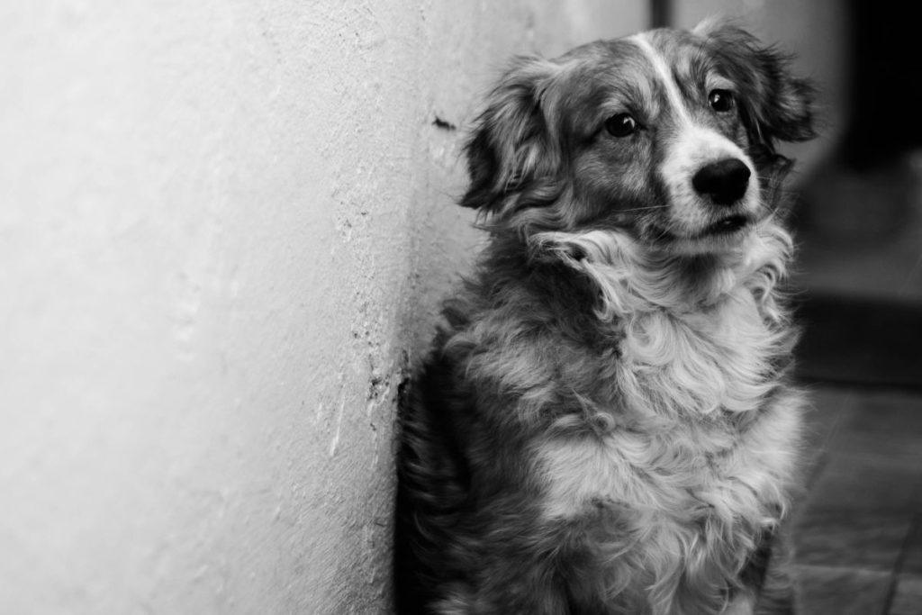 Jei jūsų šuo patiria stresą per šventes, šis būdas pdės jį greitai nuraminti. Stresą patiriantis šuo tikras iššūkis