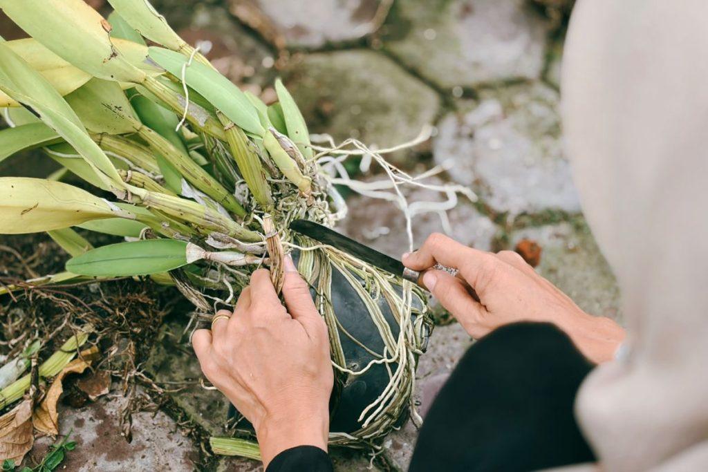Jei orchidėjų šaknys pūna arba džiūsta, ji vis dar gali būti išgelbėta! Štai ką daryti. Orchidėjų šaknų reanimavimo būdai