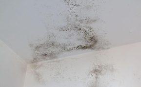 Jei pamiršite šį dalyką, vonios kambaryje greitai atsiras pelėsis