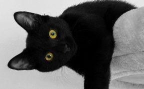 Jei tavo augintinis taip elgiasi, jis gali būti protingesnis už tave: Penki požymiai, išduodantys katės genialumą