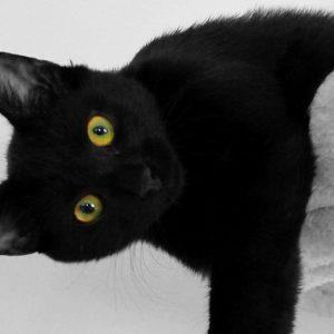 Jei tavo augintinis taip elgiasi, jis gali būti protingesnis už tave: Penki požymiai, išduodantys katės genialumą