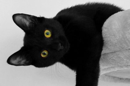 Jei tavo augintinis taip elgiasi, jis gali būti protingesnis už tave: Penki požymiai, išduodantys katės genialumą