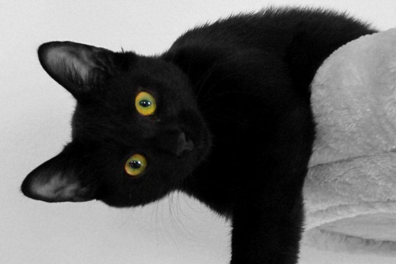 Jei tavo augintinis taip elgiasi, jis gali būti protingesnis už tave: Penki požymiai, išduodantys katės genialumą