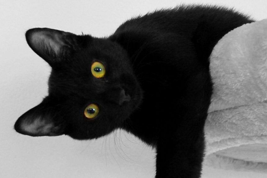 Jei tavo augintinis taip elgiasi, jis gali būti protingesnis už tave: Penki požymiai, išduodantys katės genialumą