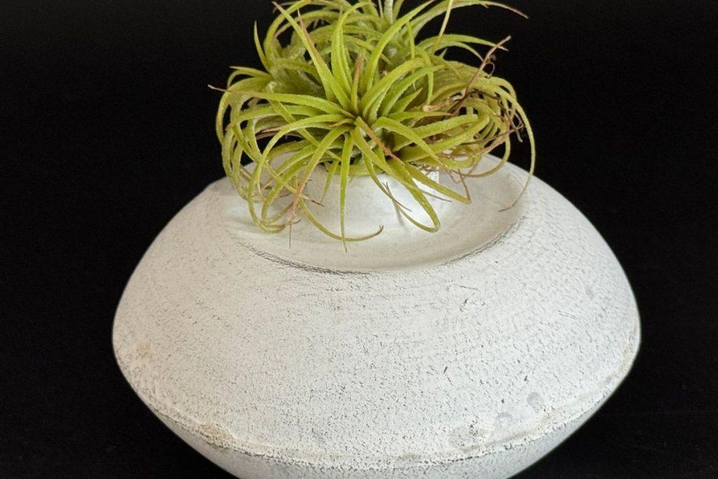 Jie auga be vazono ir žydi be pastangų: augalai, kurie atleidžia net visišką aplaidumą. Kas yra tilandsija