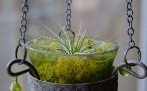 Jie auga be vazono ir žydi be pastangų: augalai, kurie atleidžia net visišką aplaidumą.