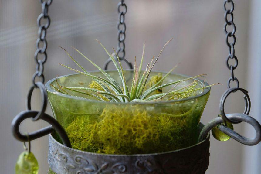 Jie auga be vazono ir žydi be pastangų: augalai, kurie atleidžia net visišką aplaidumą.