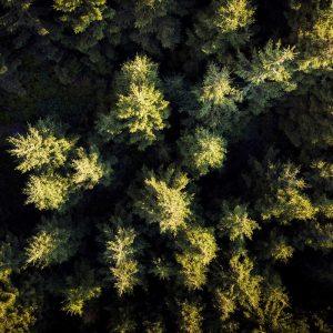 Jie augo dar prieš piramides: stulbinanti tiesa apie „seniausius pasaulio medžius“, kuri sugriauna visus mitus