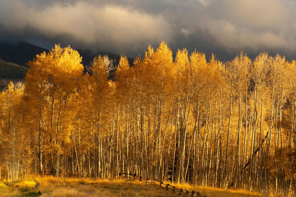 Jie augo dar prieš piramides: stulbinanti tiesa apie „seniausius pasaulio medžius“, kuri sugriauna visus mitus. Pando miškas Jutos valstijoje
