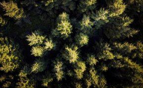 Jie augo dar prieš piramides: stulbinanti tiesa apie „seniausius pasaulio medžius“, kuri sugriauna visus mitus