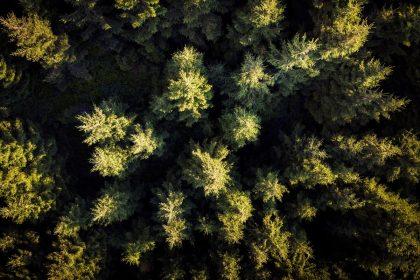 Jie augo dar prieš piramides: stulbinanti tiesa apie „seniausius pasaulio medžius“, kuri sugriauna visus mitus