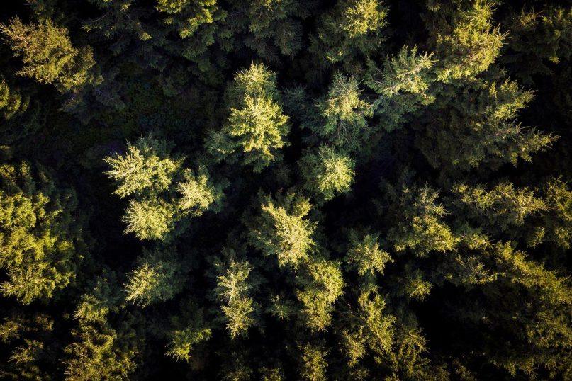 Jie augo dar prieš piramides: stulbinanti tiesa apie „seniausius pasaulio medžius“, kuri sugriauna visus mitus