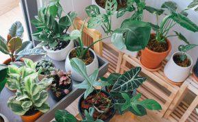 Jūsų augalai nyksta, nors darote viską „teisingai“? Gali būti, kad juos lėtai žudo cigarečių dūmai.