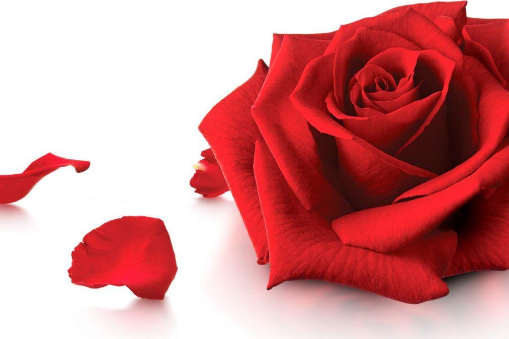 Ką pastebėjote pirmiausia? Atsakymas parodys jūsų geriausią savybę. Rožė