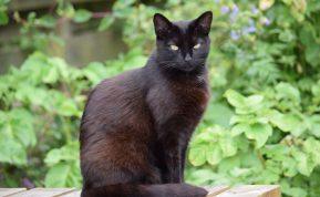 Ką reiškia, jei juoda katė kirto jūsų kelią du kartus?