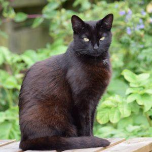 Ką reiškia, jei juoda katė kirto jūsų kelią du kartus?