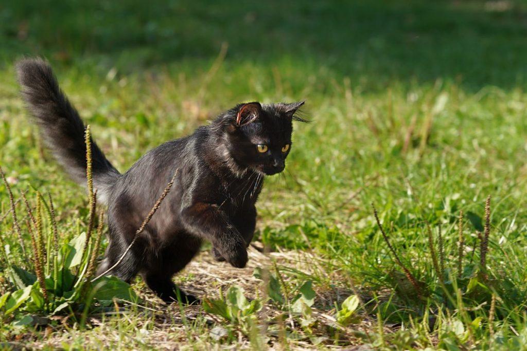 Ką reiškia, jei juoda katė kirto jūsų kelią du kartus? Katė perbėga kelią