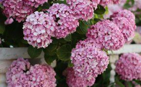 Ką sodinti šalia Hortenzijos? Ši klaida jums gali kainuoti visą gėlyną