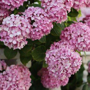 Ką sodinti šalia Hortenzijos? Ši klaida jums gali kainuoti visą gėlyną