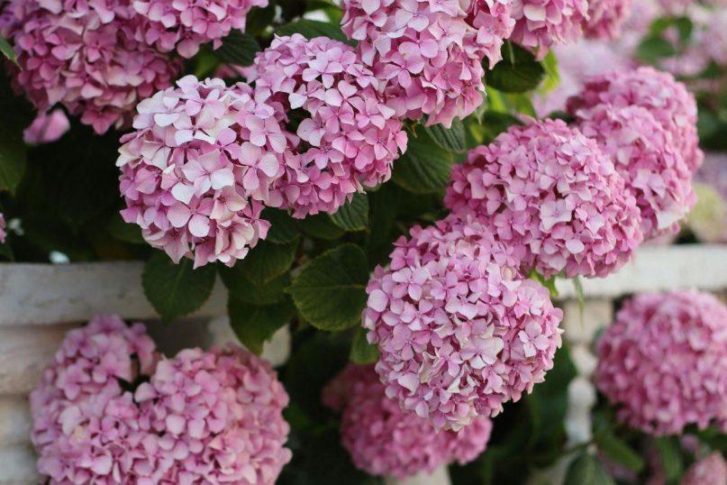 Ką sodinti šalia Hortenzijos? Ši klaida jums gali kainuoti visą gėlyną