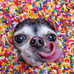 Kai šuo tampa „vaikeliu“: veterinarai perspėja apie nematomą grėsmę mūsų augintiniams