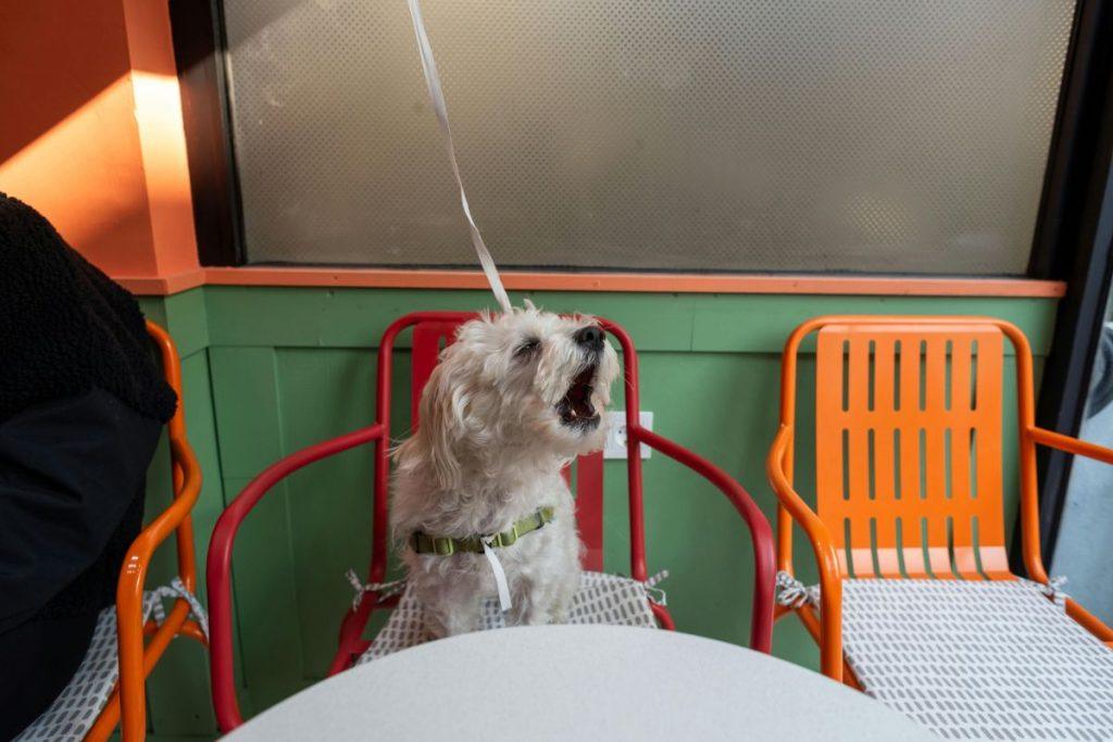 Kai šuo tampa „vaikeliu“: veterinarai perspėja apie nematomą grėsmę mūsų augintiniams. Kai elgesys ir procedūros šuniui daugiau kenkia nei padeda