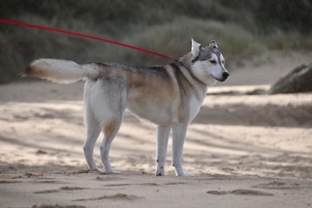 Kai šuo tampa „vaikeliu“: veterinarai perspėja apie nematomą grėsmę mūsų augintiniams. Nuo kiemo sargo iki kailiuoto vaikelio