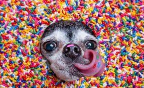 Kai šuo tampa „vaikeliu“: veterinarai perspėja apie nematomą grėsmę mūsų augintiniams