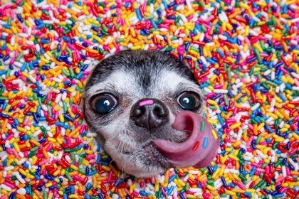 Kai šuo tampa „vaikeliu“: veterinarai perspėja apie nematomą grėsmę mūsų augintiniams